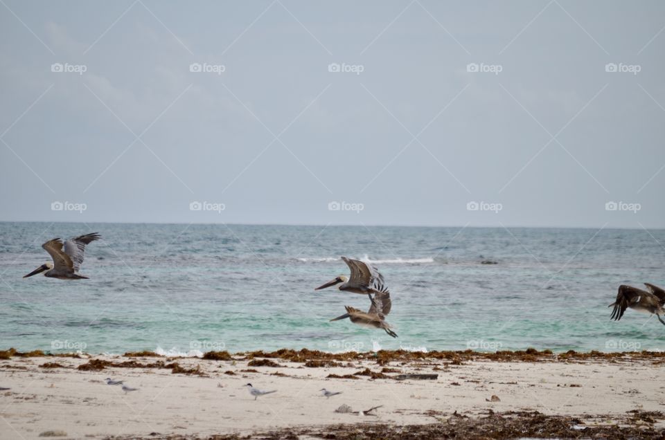 Flock of Caribbean brown pelicans
