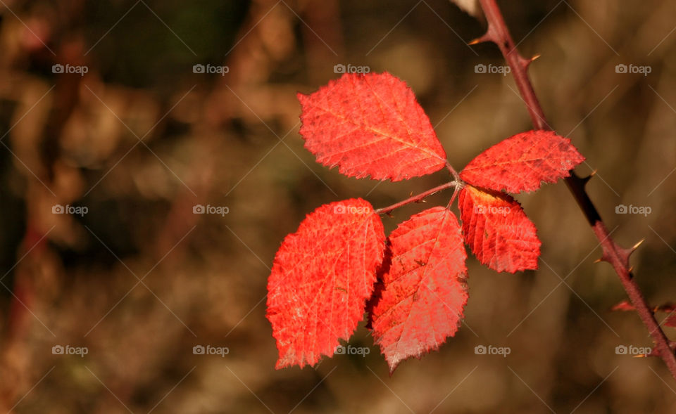 italy red leaf fall by kuzeytac