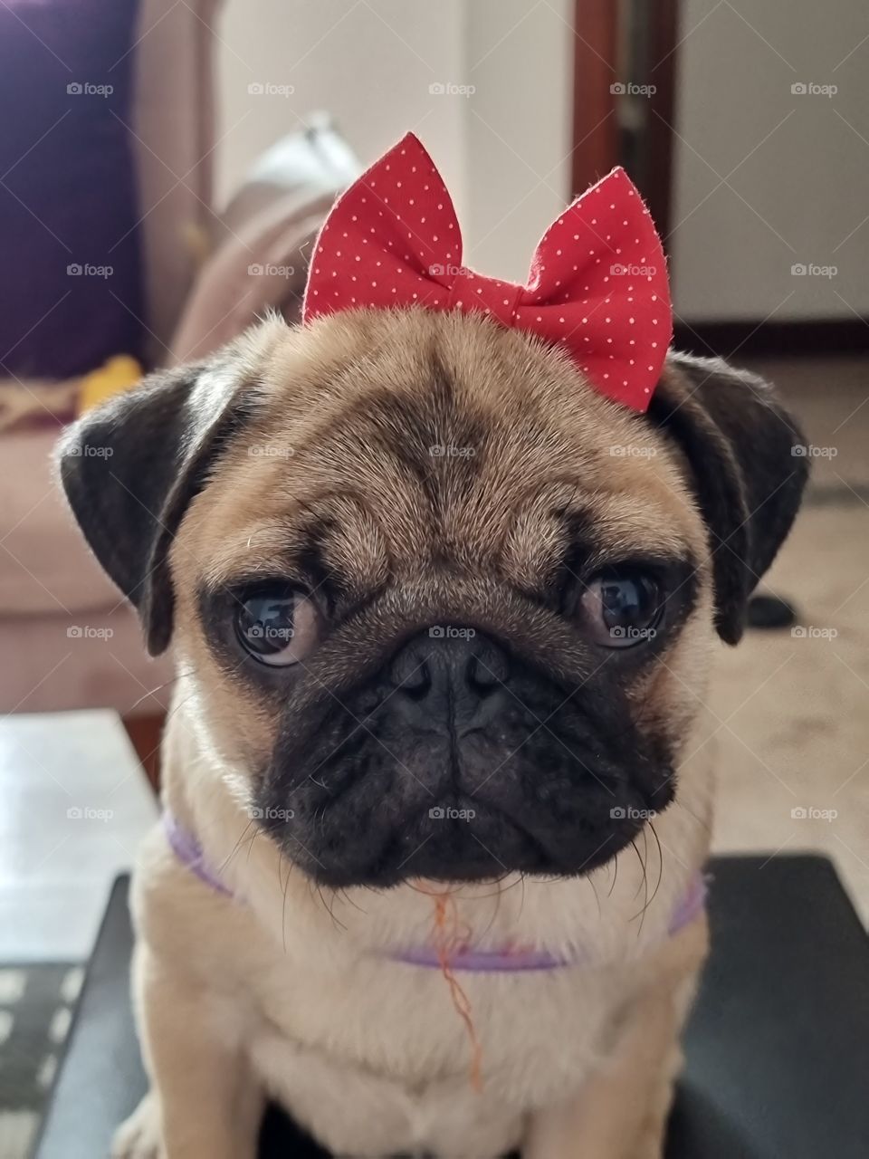 My little Pug