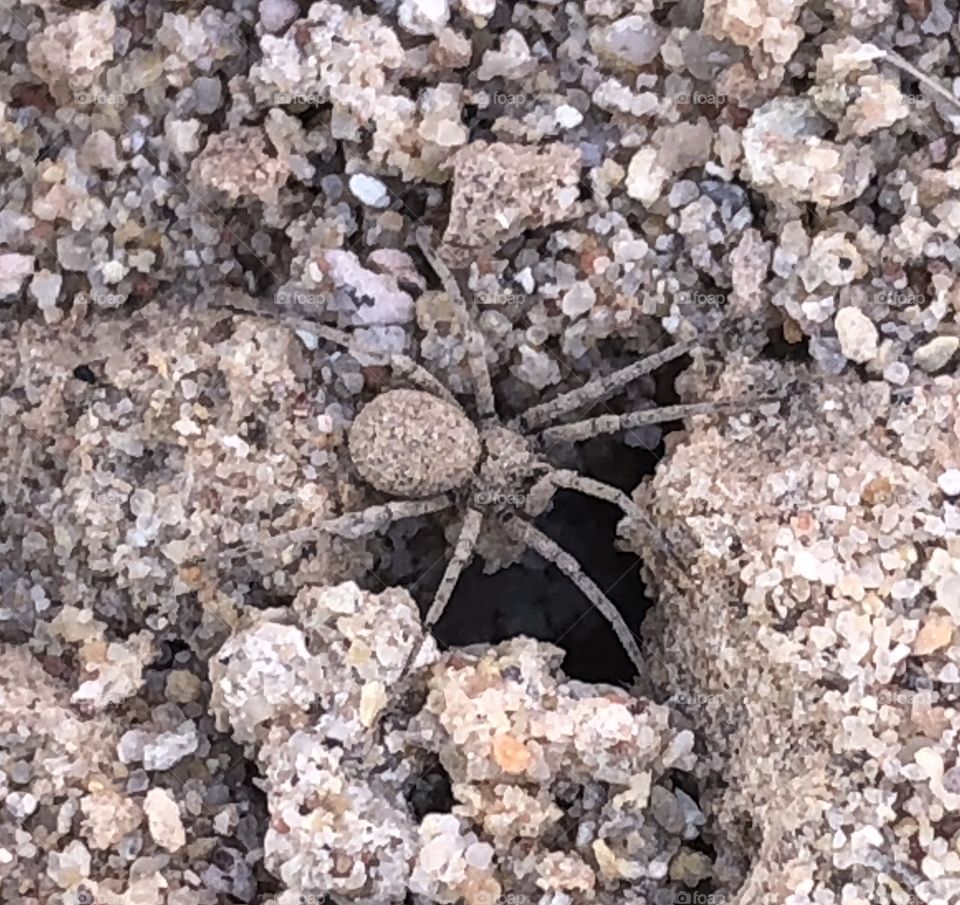 Spider runs into its hole