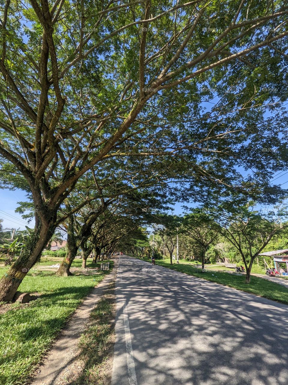 trees tunnel at straigh street