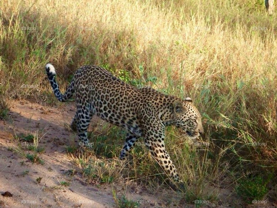 Walking Leopard . Safari at Kruger in South Africa 