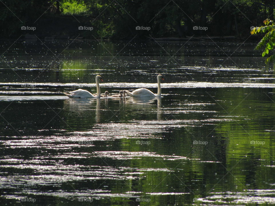 Family of swans in serene lake scene