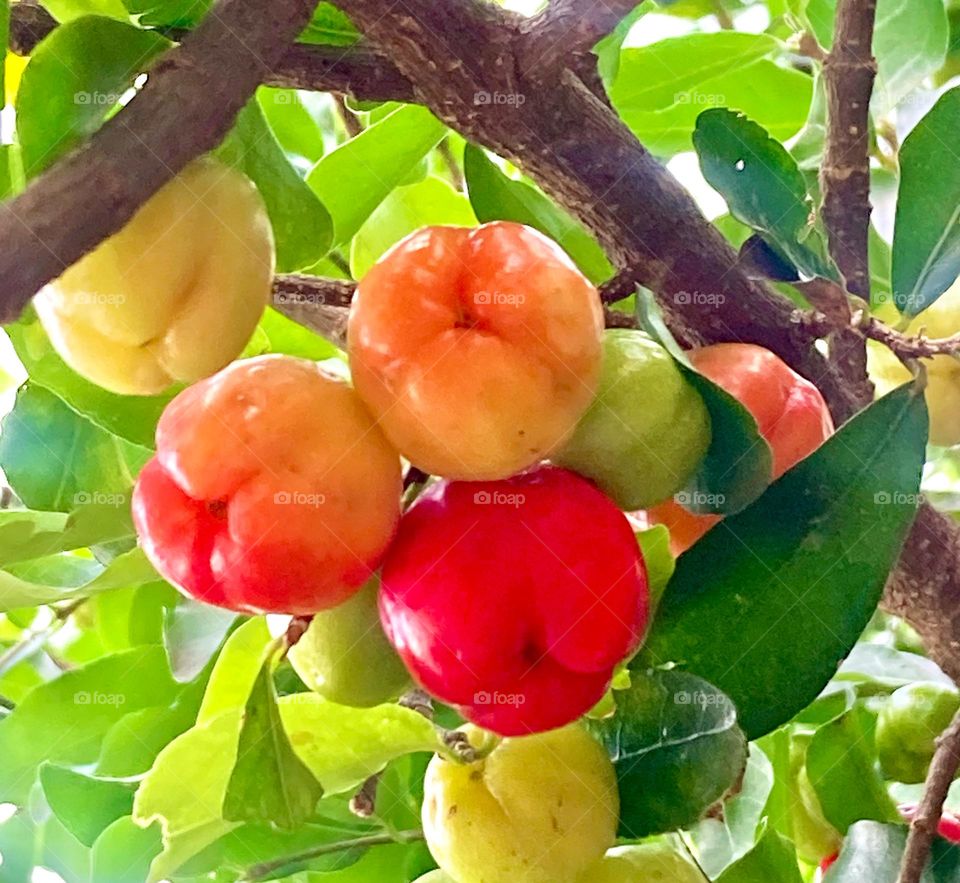 As acerolas do vovô Lili e da vovó Lalá estão bonitas!
Muita vitamina C em pequenas frutinhas.