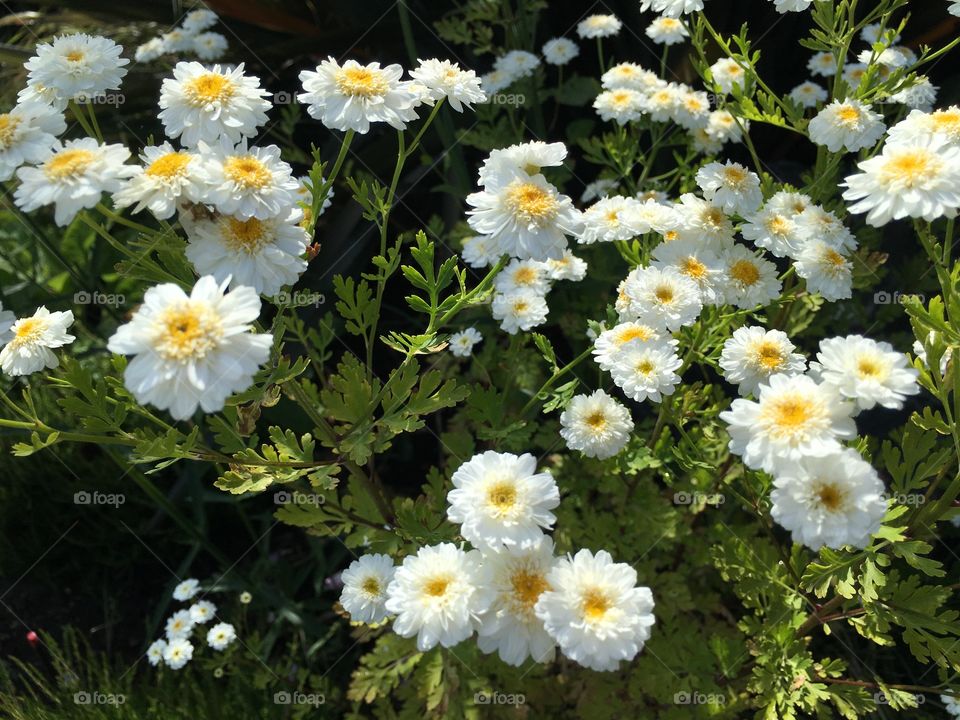 Chrysanthemum flowers growing in the garden