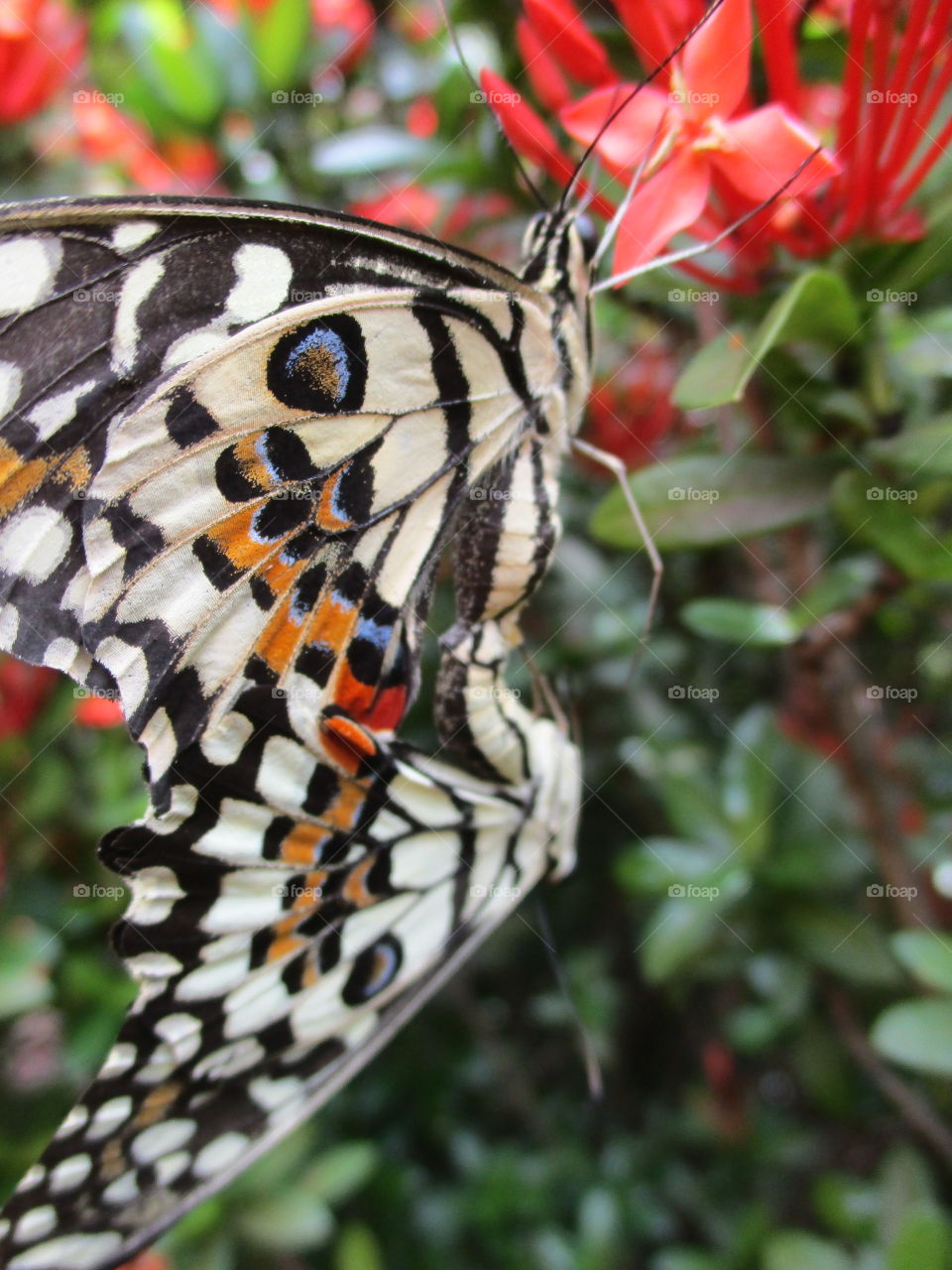 butterfly wing art