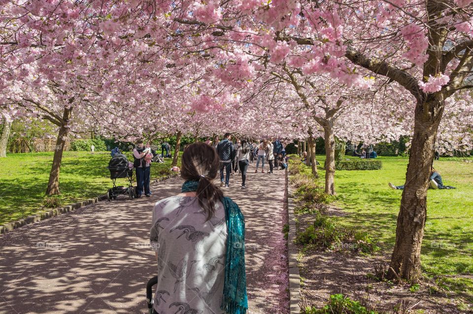 Pink park