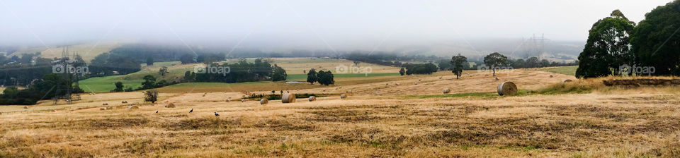 Early morning fog on the farm.