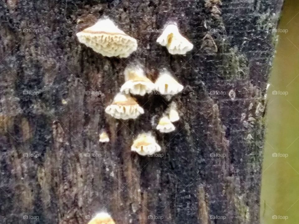 tiny fungus on wood