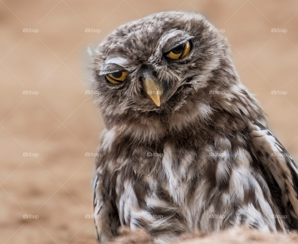 A beautiful owl standing on the rock