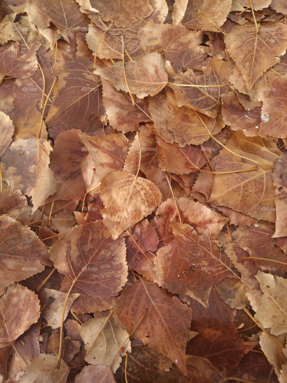 Fall leaves