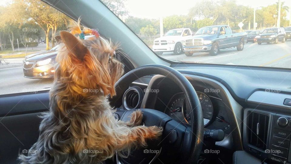a dog is driver