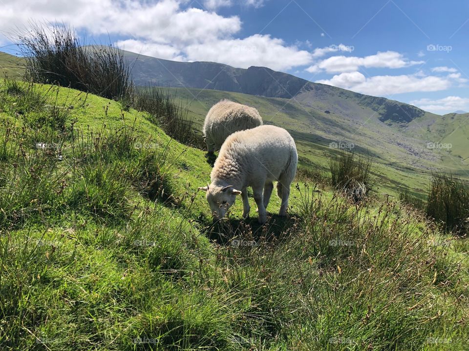 Snowdon sheep