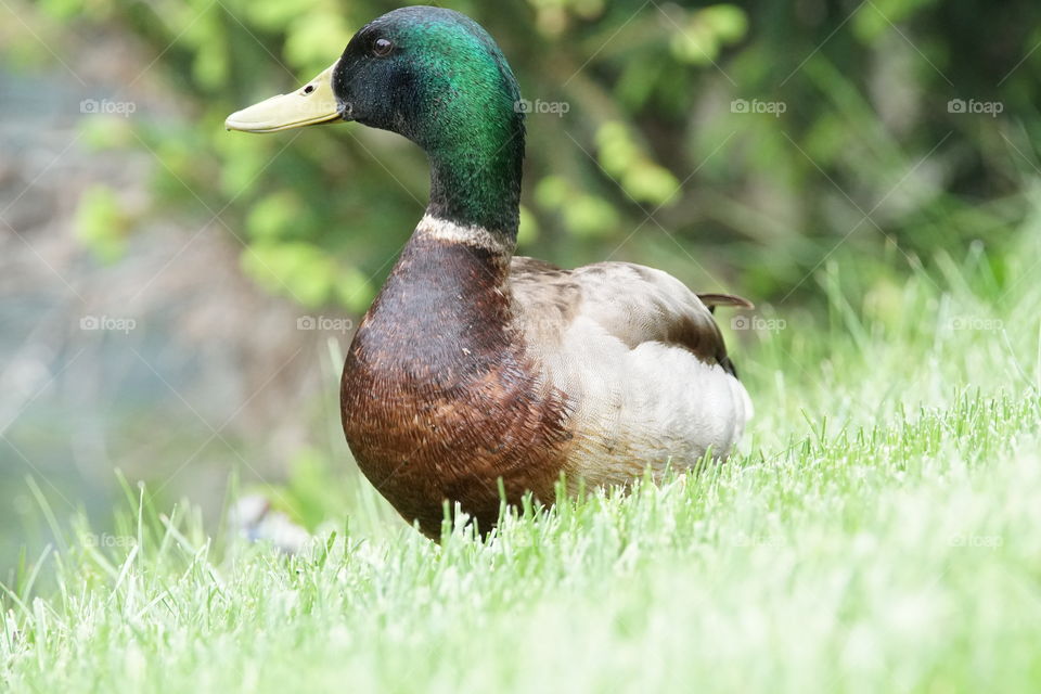 duck