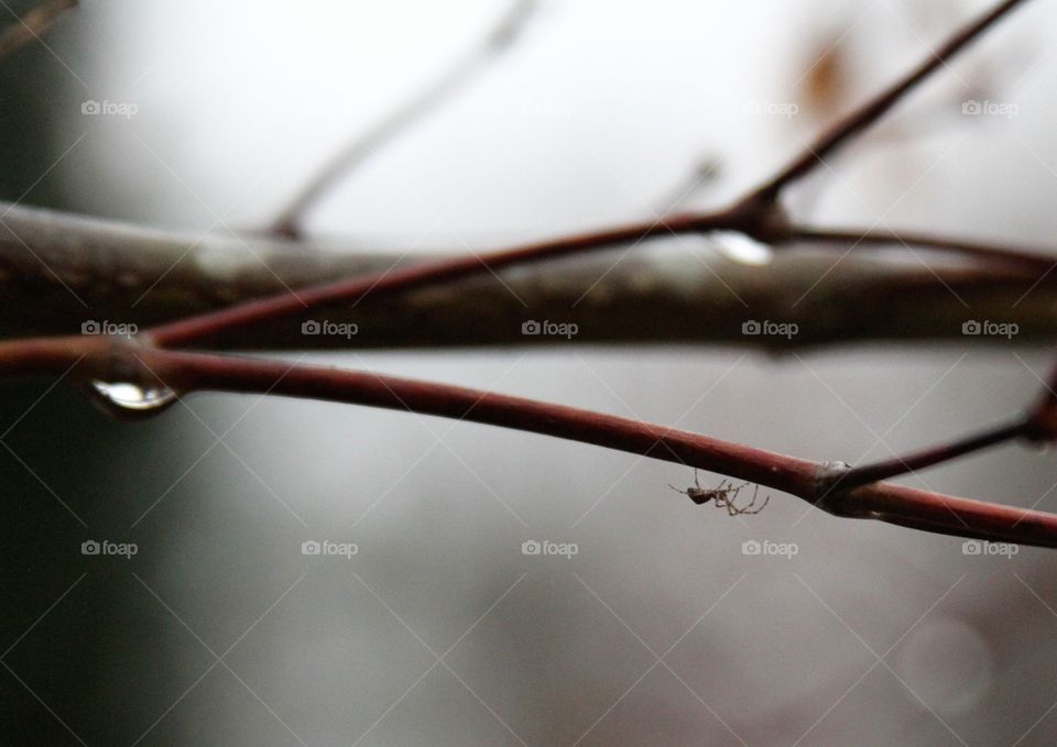 spider on a foggy day avoiding waterdrops