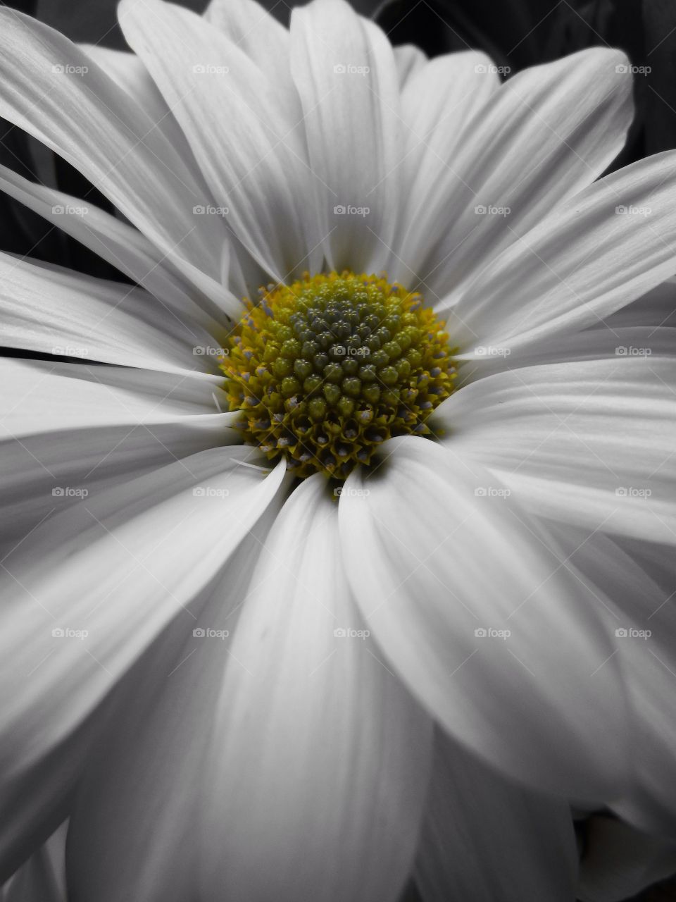 White flower macro. Captured this using the color splash filter on my camera