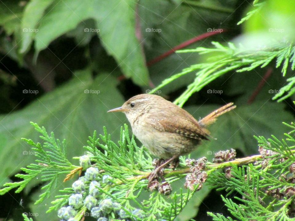 wren