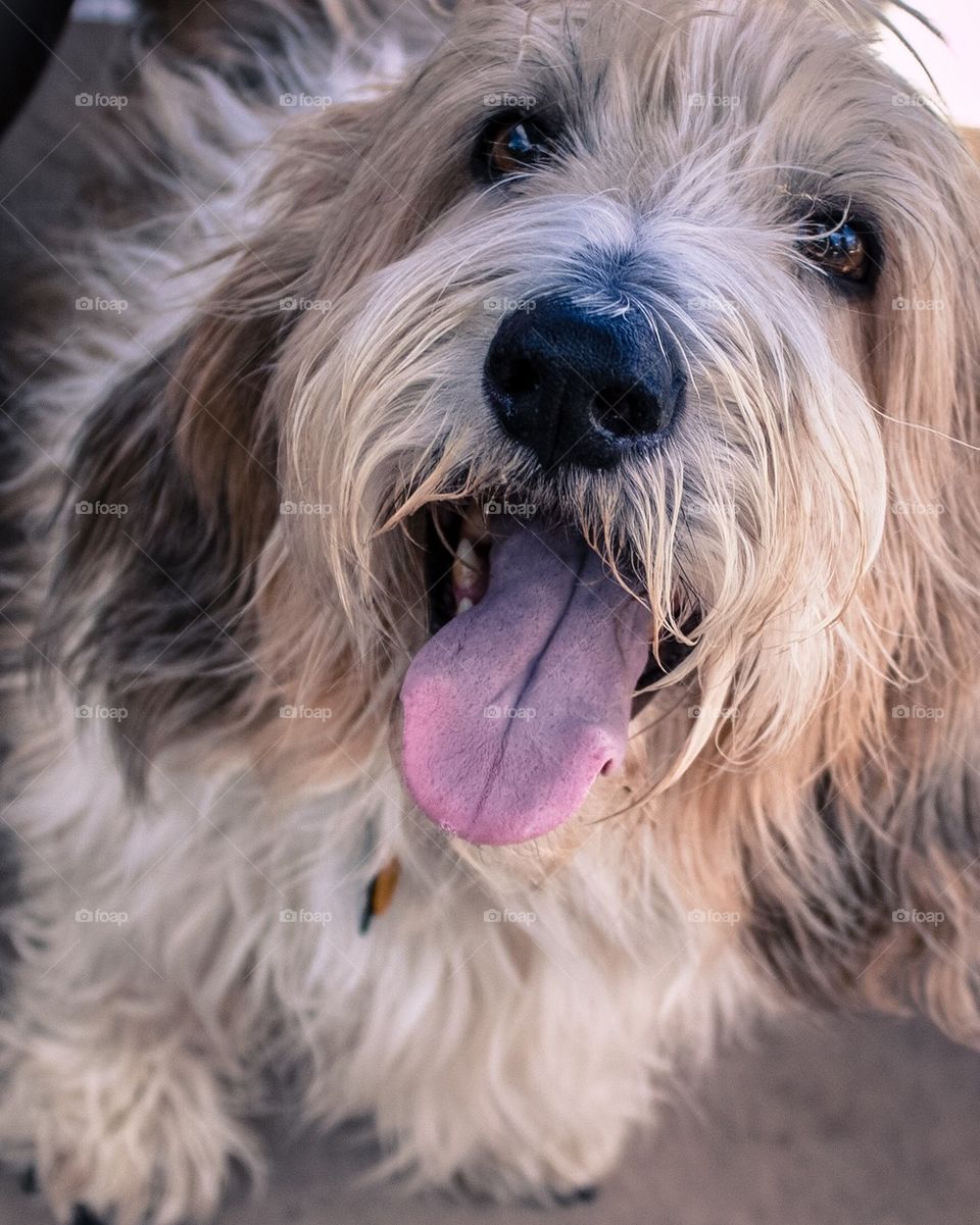 Portrait of dog