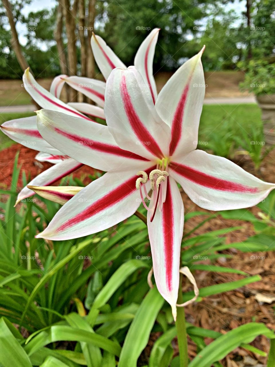 
Plants all around us - Awesome addition to your garden. Stars and Stripes Crinum makes an exotic addition to your garden. This exotic plant features sturdy stalks that hold up to 10 fragrant, 5 in. to 6 in. white flowers with fiery red stripes