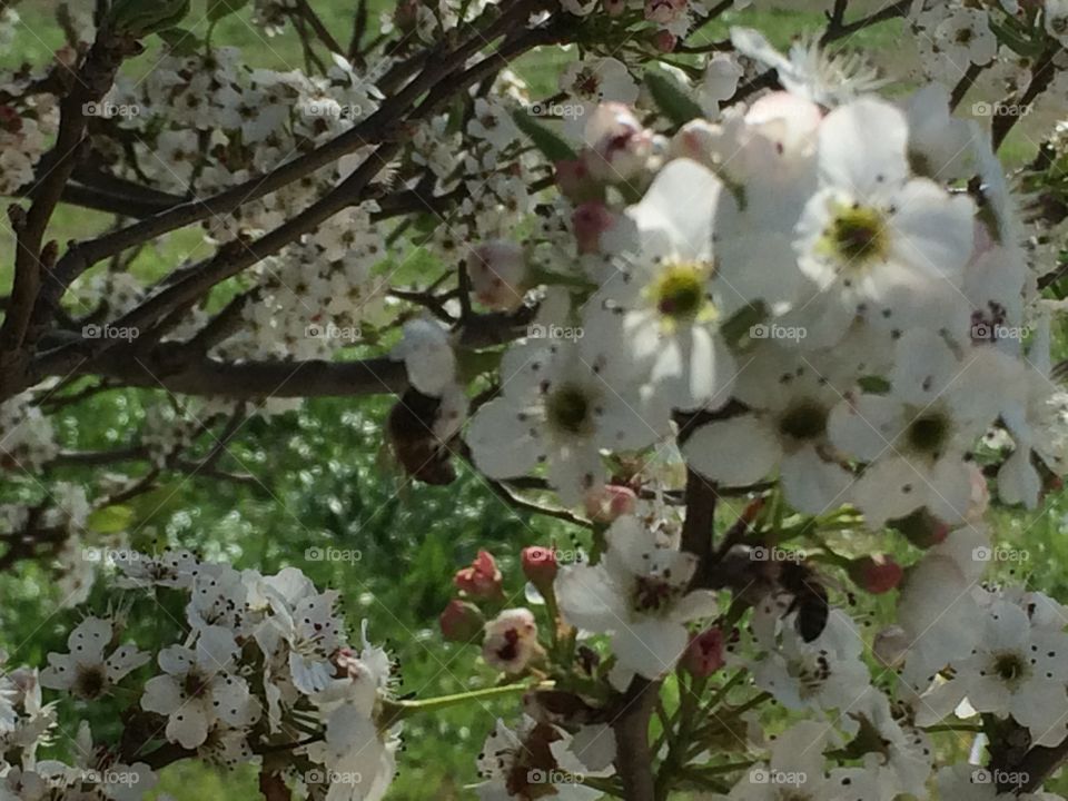 Flower, Tree, Branch, Cherry, Season