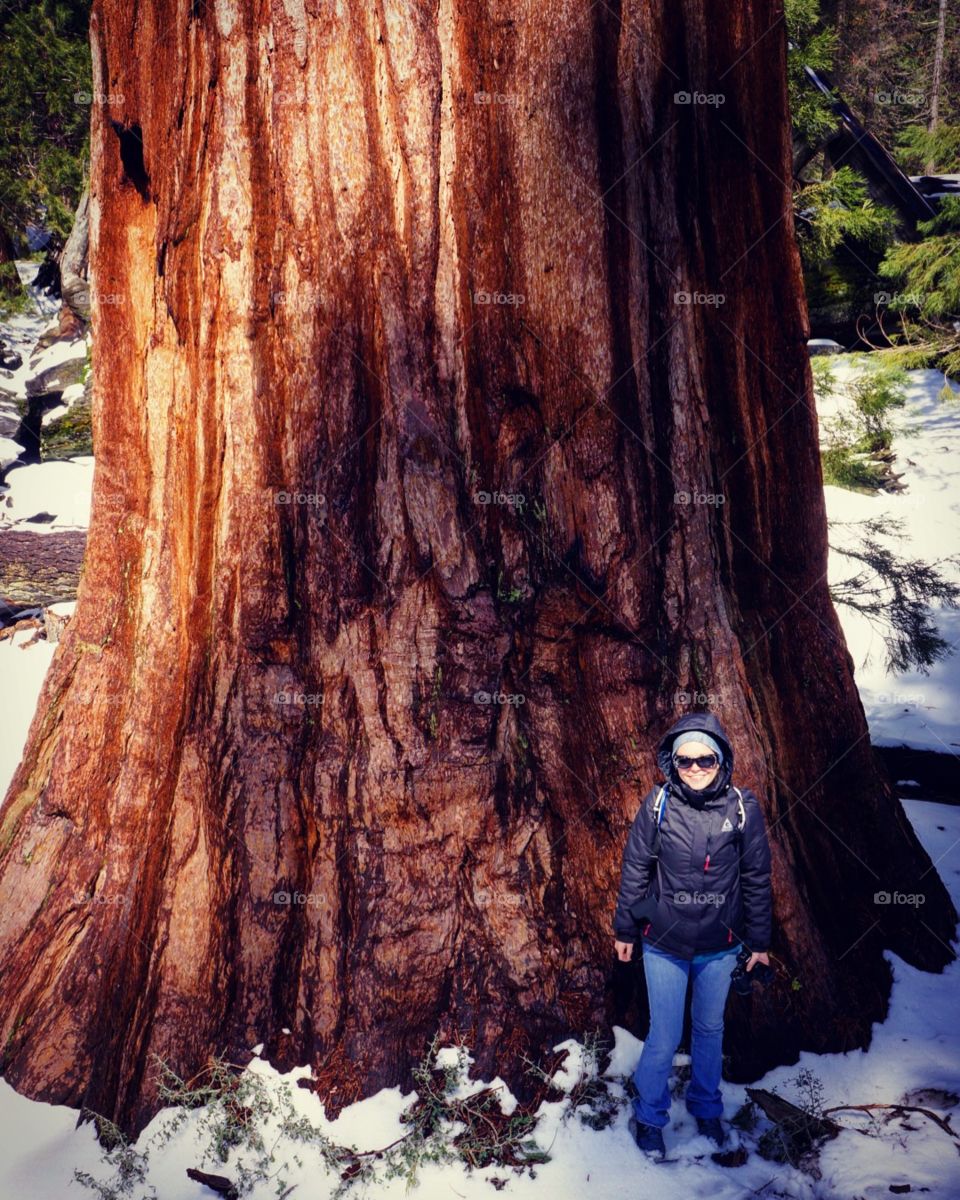 Sequoia bottom