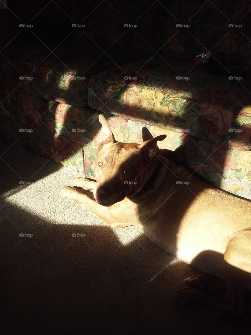 Her favorite room is the living room. Loves the sun.