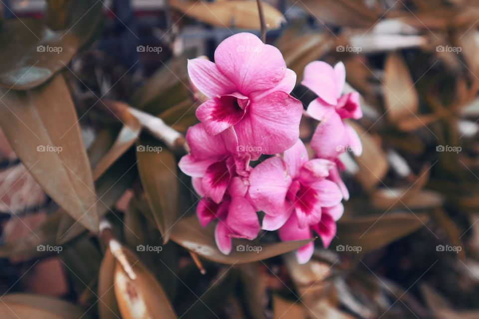 portrait of a flowers