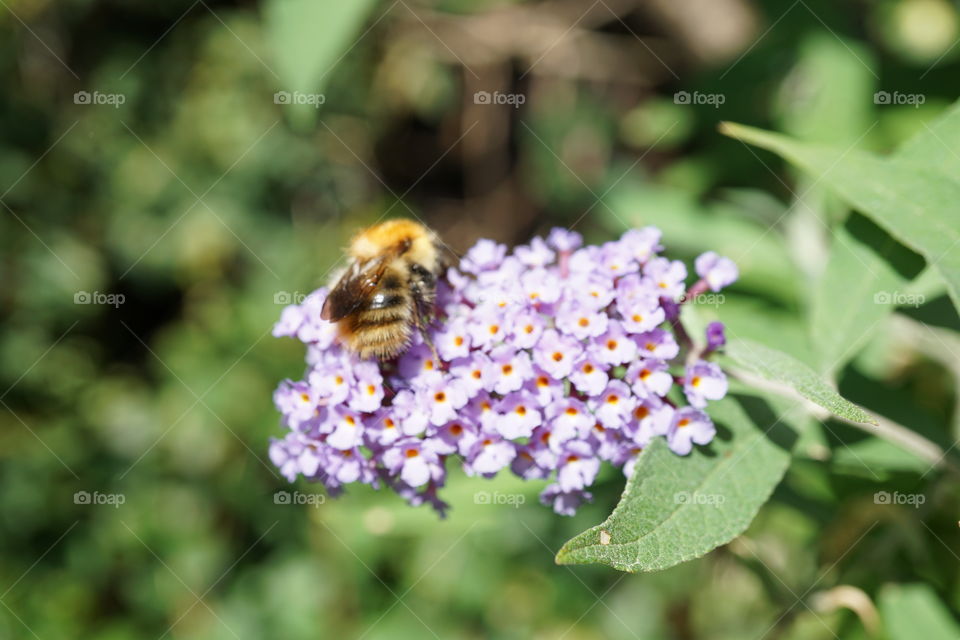 Wild flower being visited by a bumble bee in search of nectar 