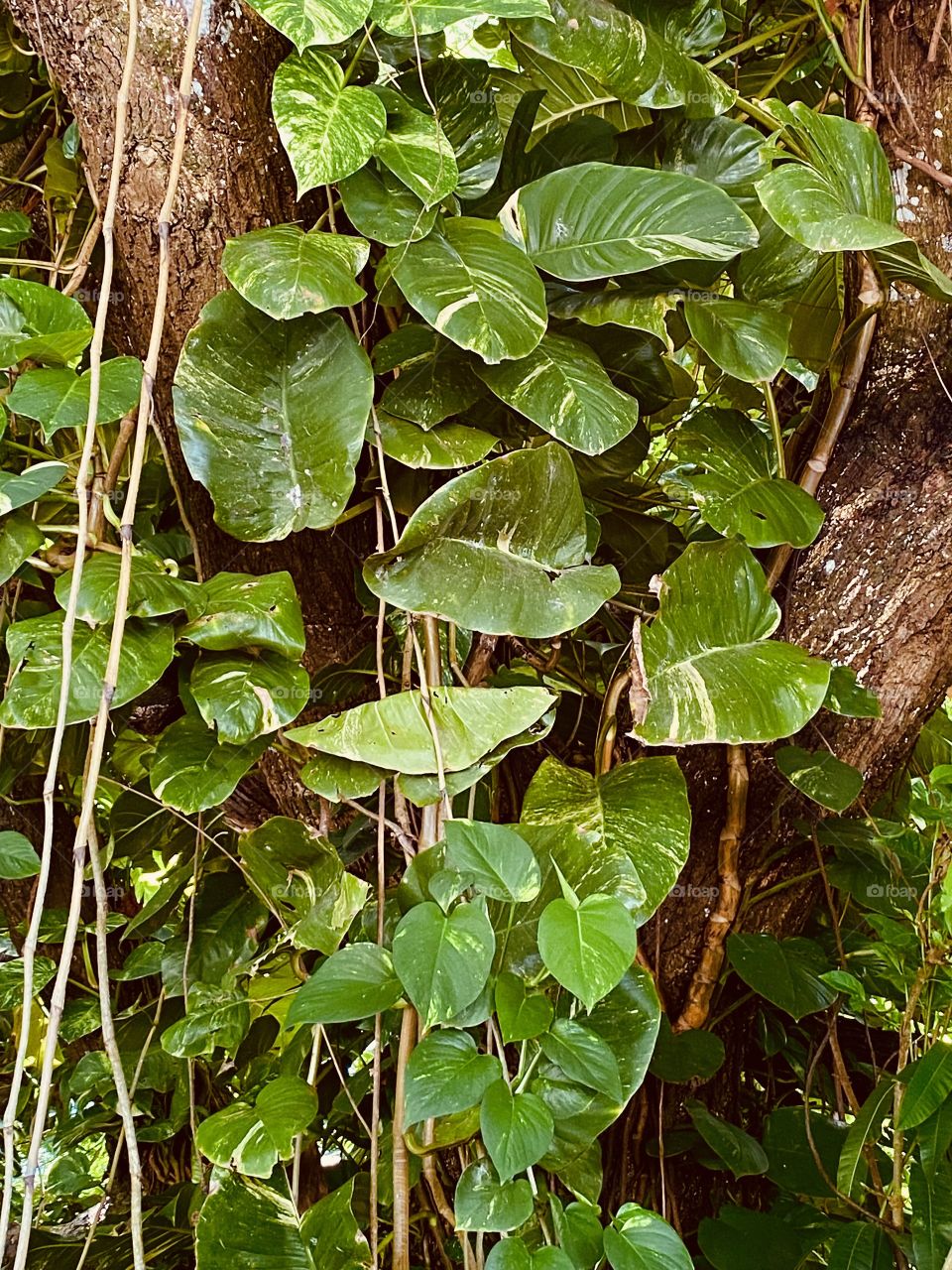 Portrait of the tropical plant 