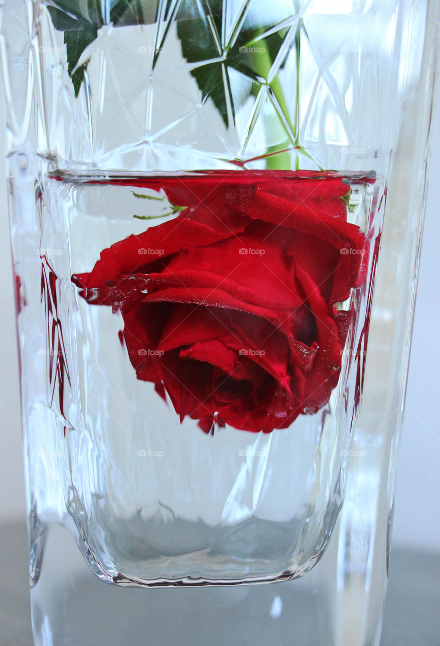 Rose in water