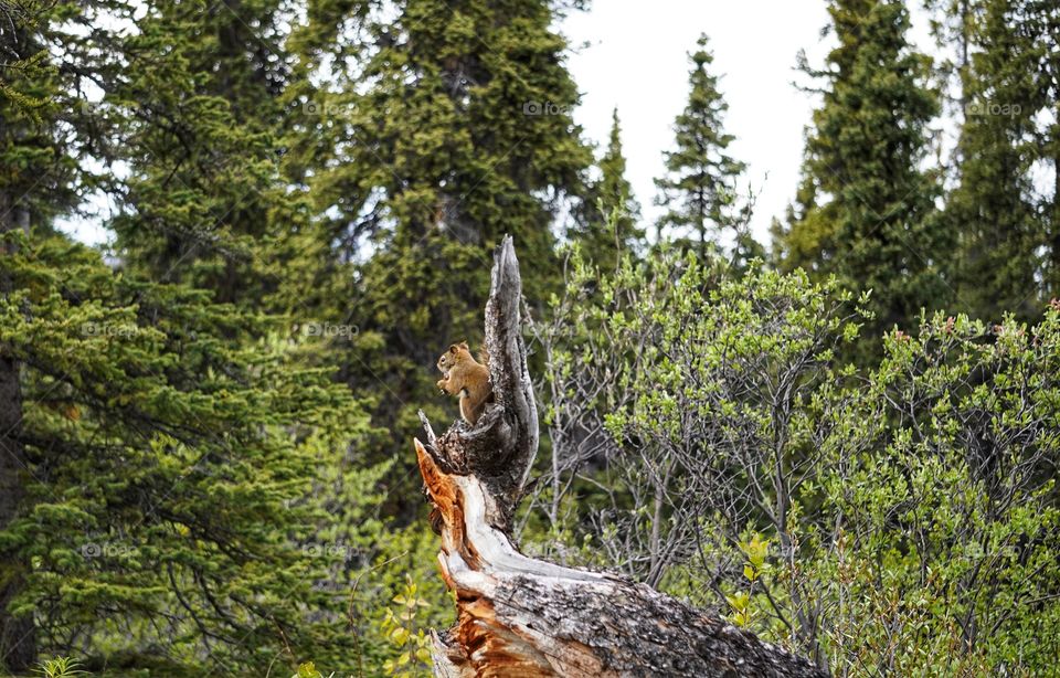 King Chipmunk sitting in this Forest throne