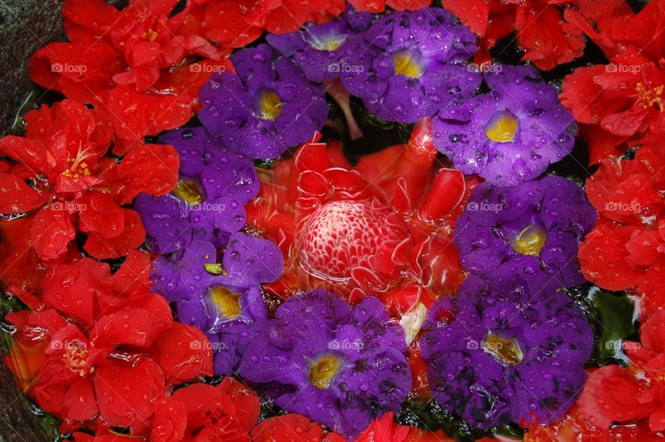 Red and purple flowers