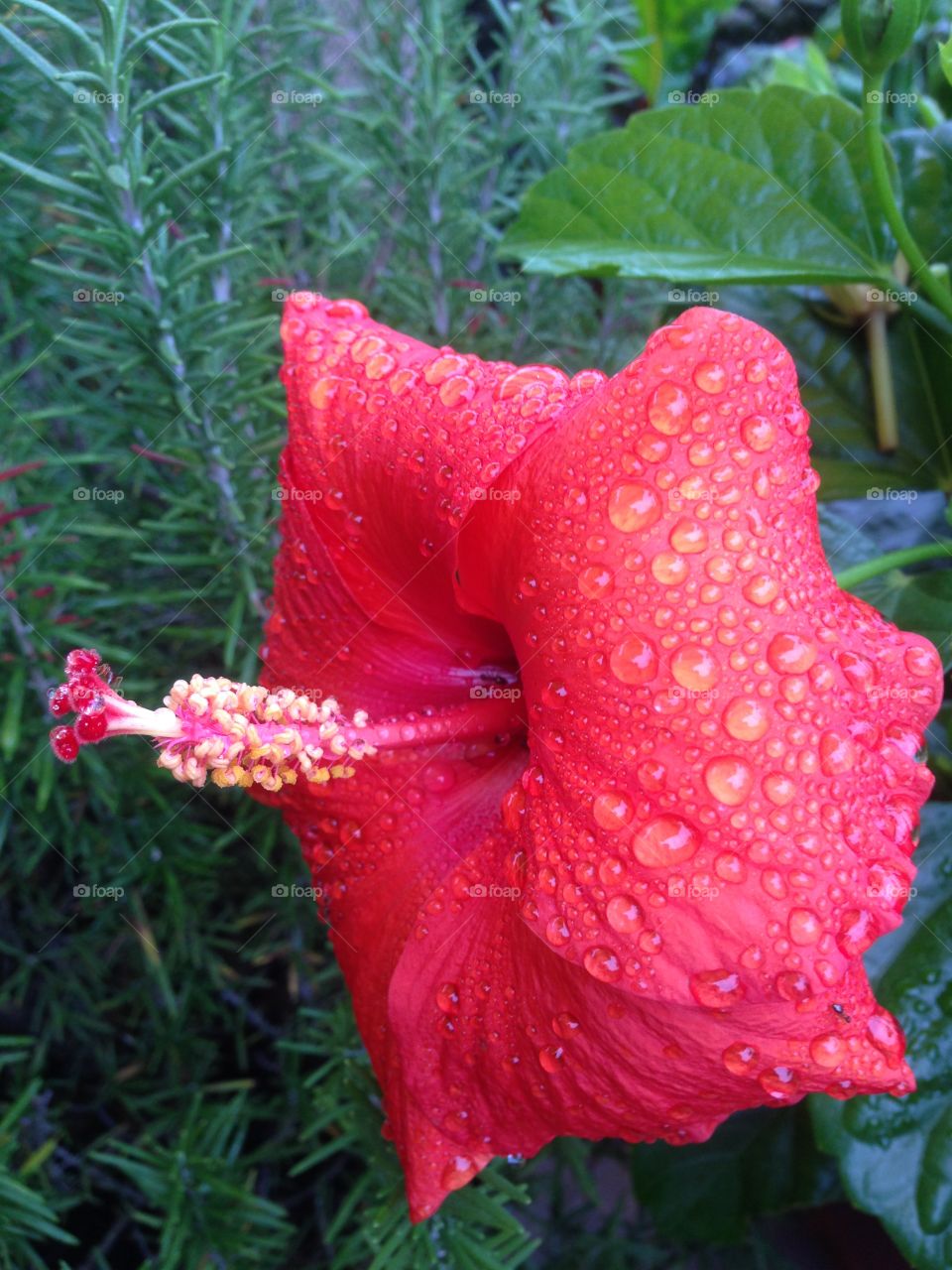 Wet bloom