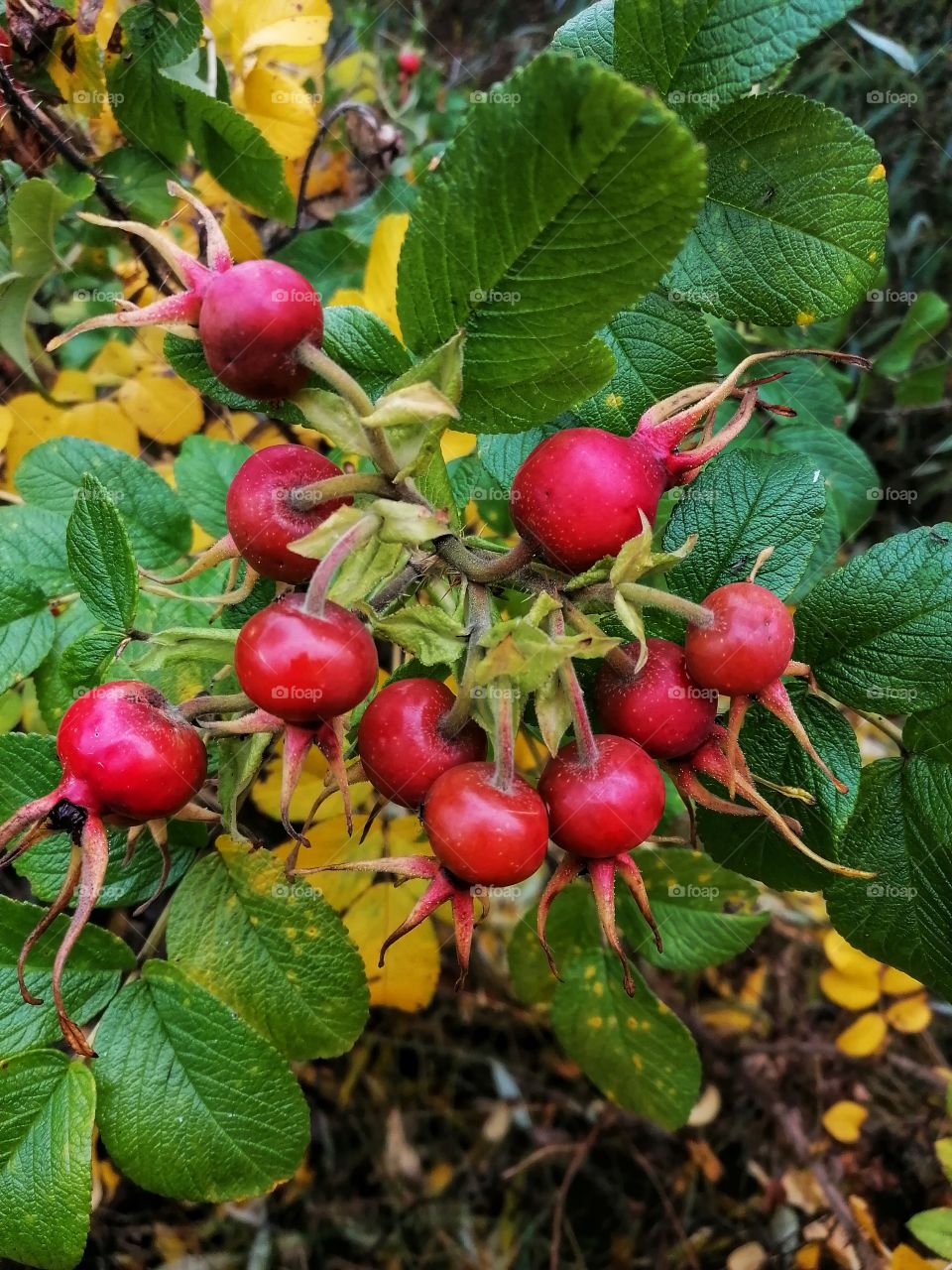 Rose bushes are in great fall colors now!