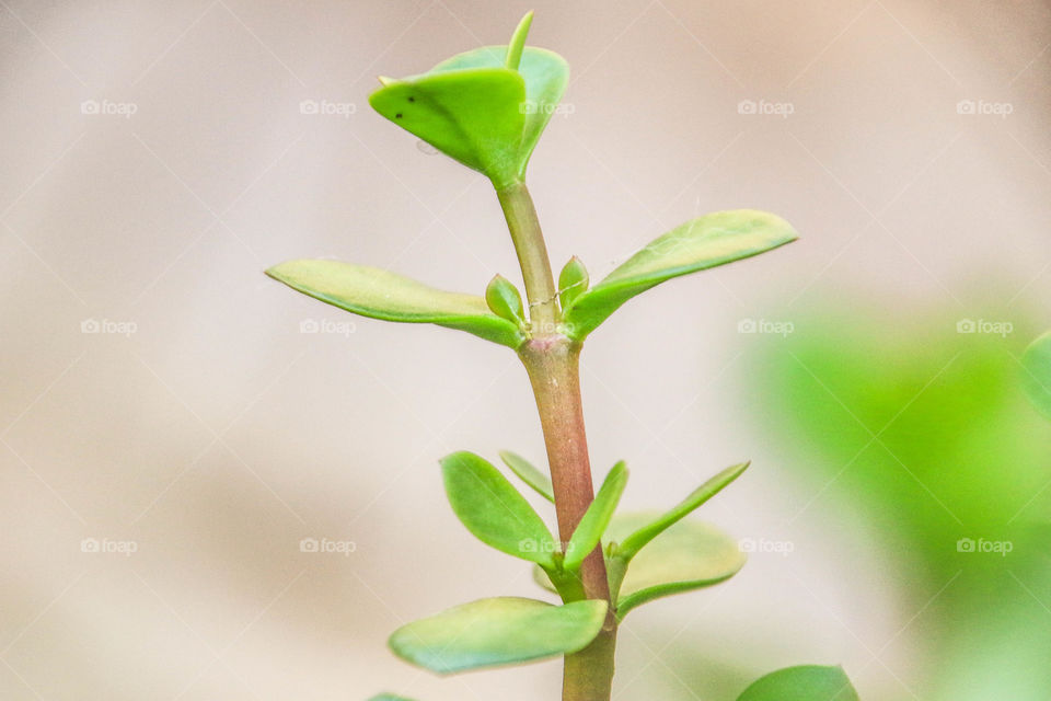 Lets go green 💚🌸