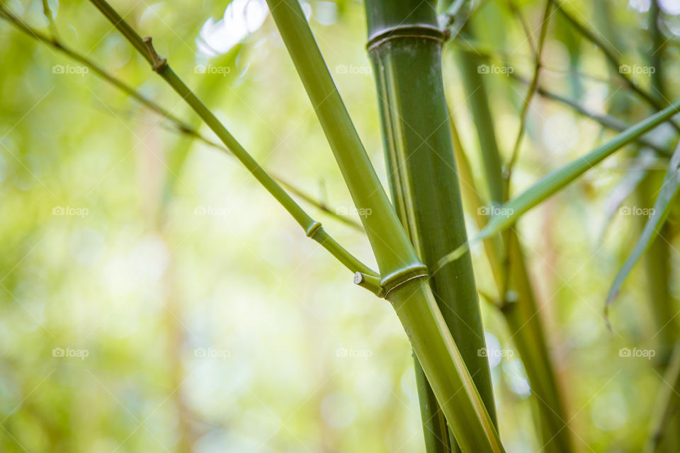 Leaf, No Person, Nature, Growth, Flora