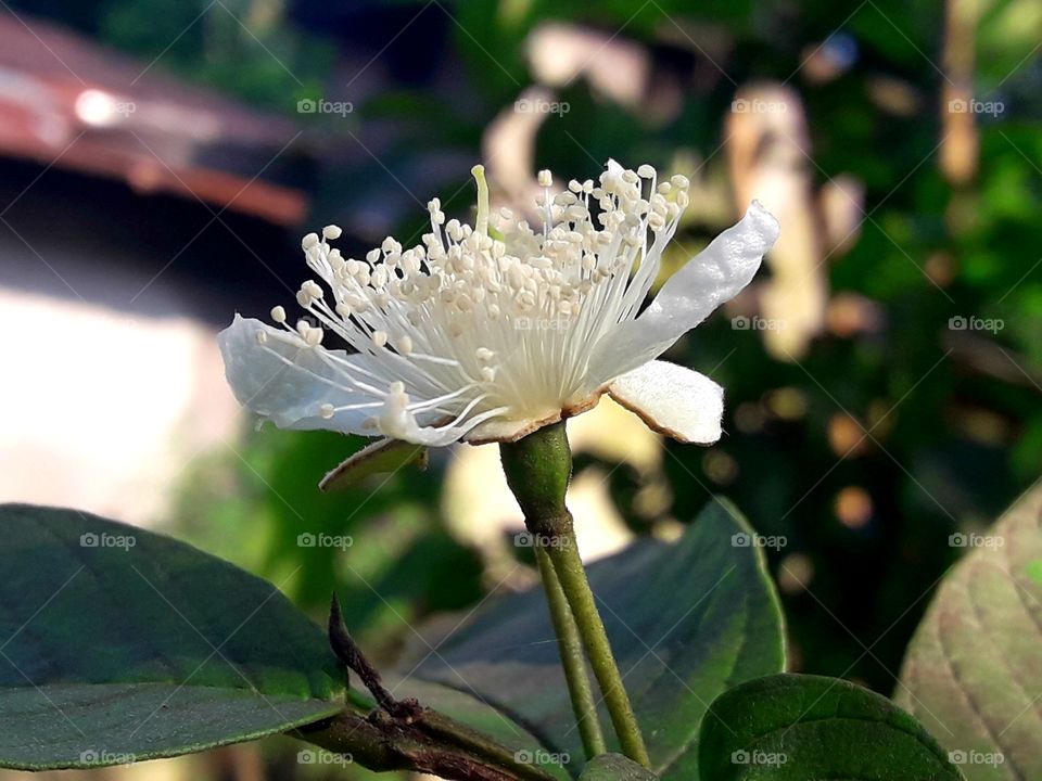 Blooming white colour flower with leaf.