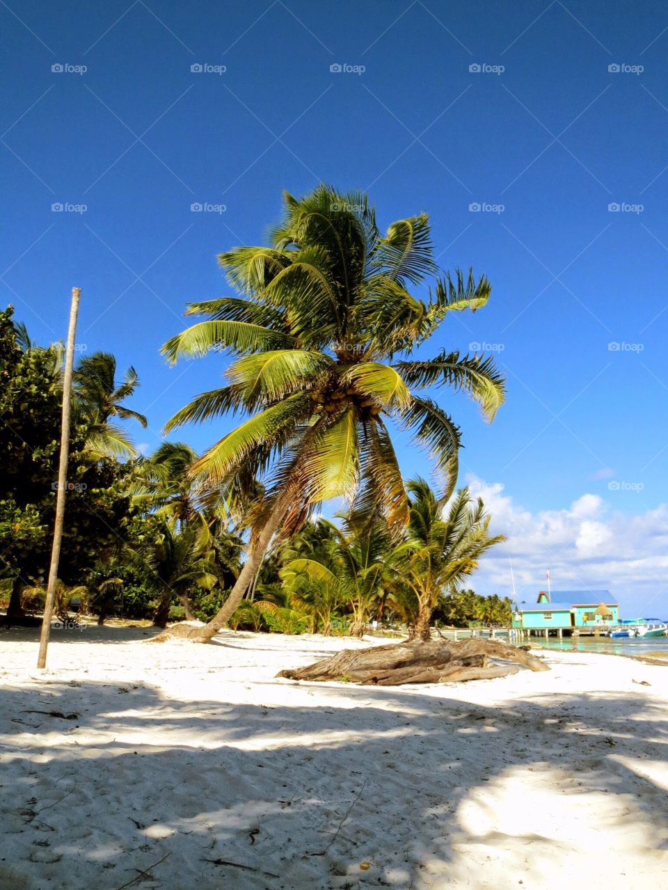 The only restaurant around. Located at the far end of Ambergris Caye, Belize. Just have to walk passed the beautiful Palm trees to get there.