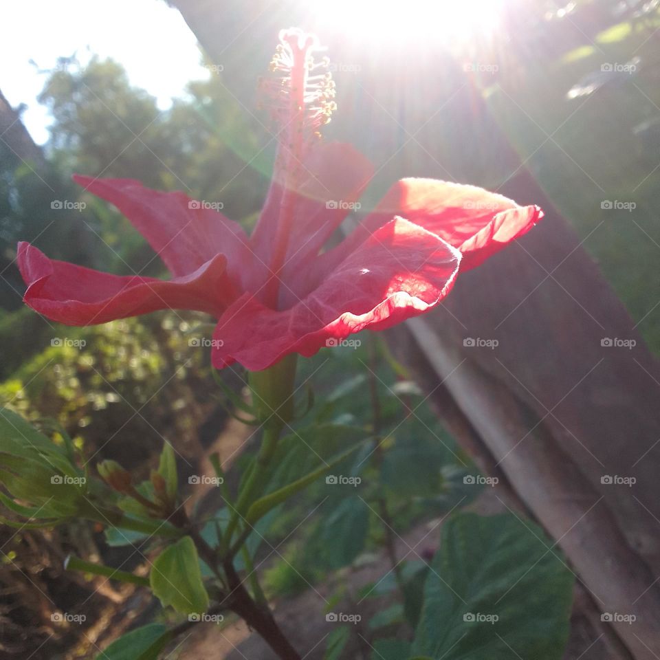 beautiful plante, red flower, nice plante