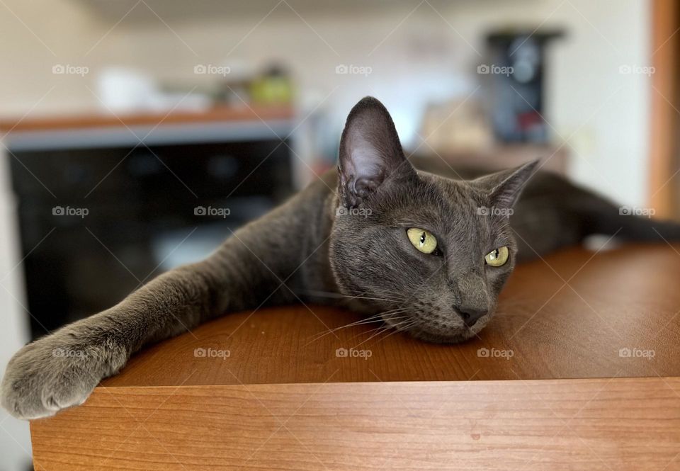 the cat is lying on the table