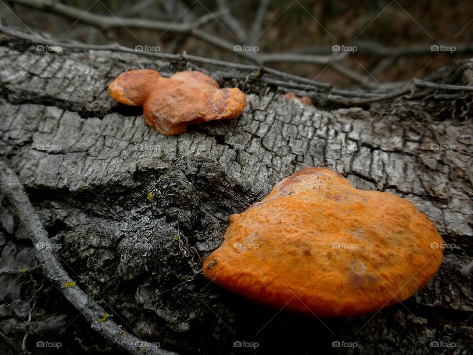 Tangerine fungus