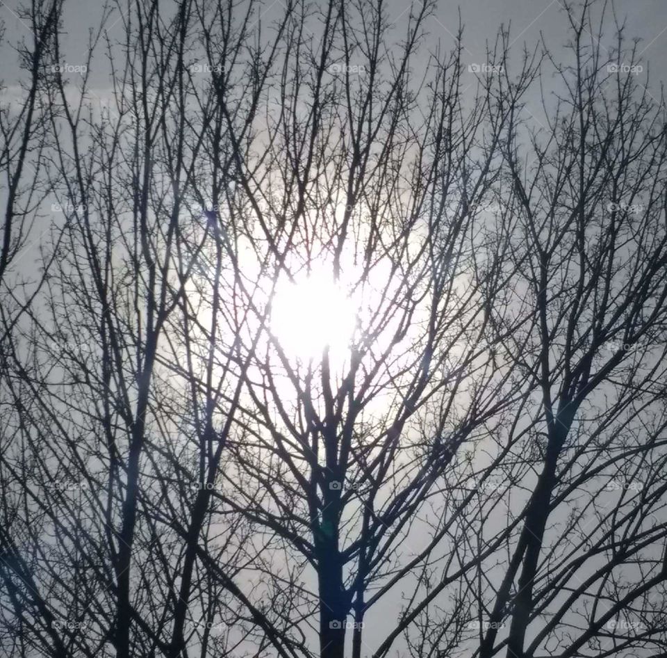 the tree of light