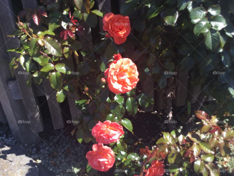 Orange Roses in a Garden with a white picket fence 