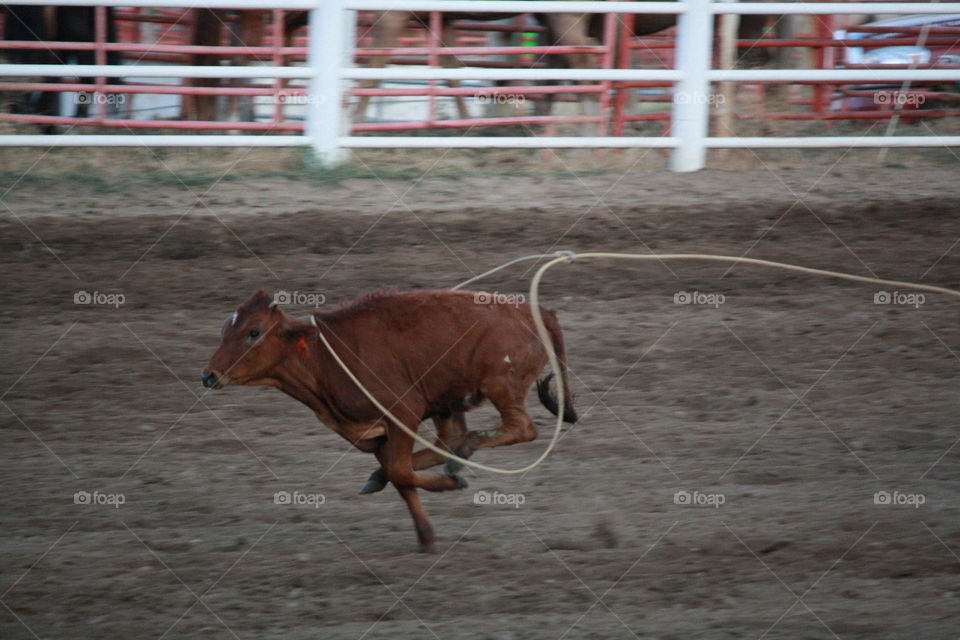 Calf Roping. A swing and a miss
