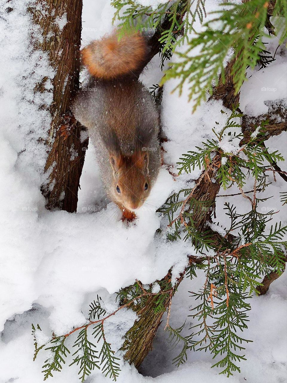 Winter.  Squirrel sits on a branch of a snow-covered fir and looks at the camera