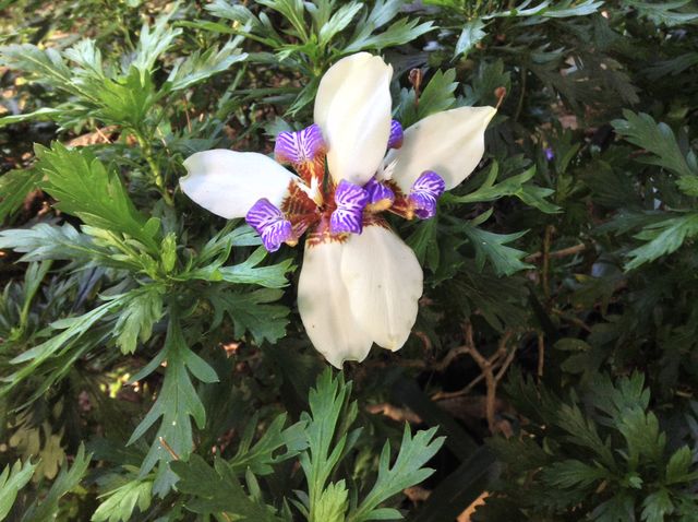 Flower, Nature, Garden, No Person, Flora