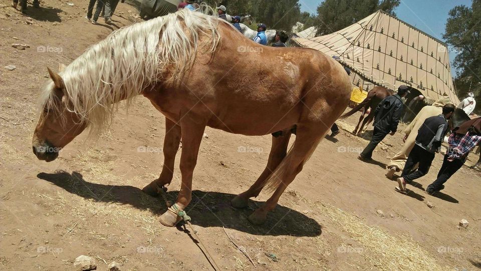 beautiful brown horse.