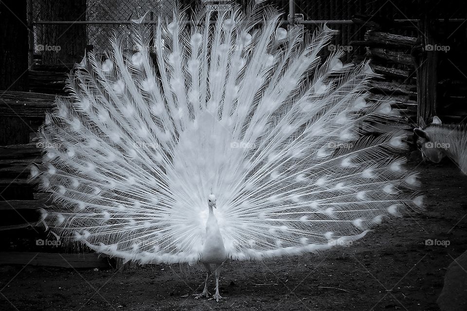 This white peacock is in full display & is eager to attract a peahen to join his family. White male & female peafowl are not albinos but are genetic variants of the India blue peafowl, have blue eyes & are symbols of pure light & unconditional love. 