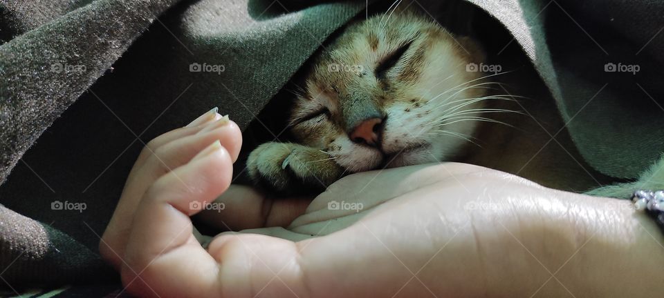 she is my cat. she is in deep sleep. she loves sleeping with her hooman.