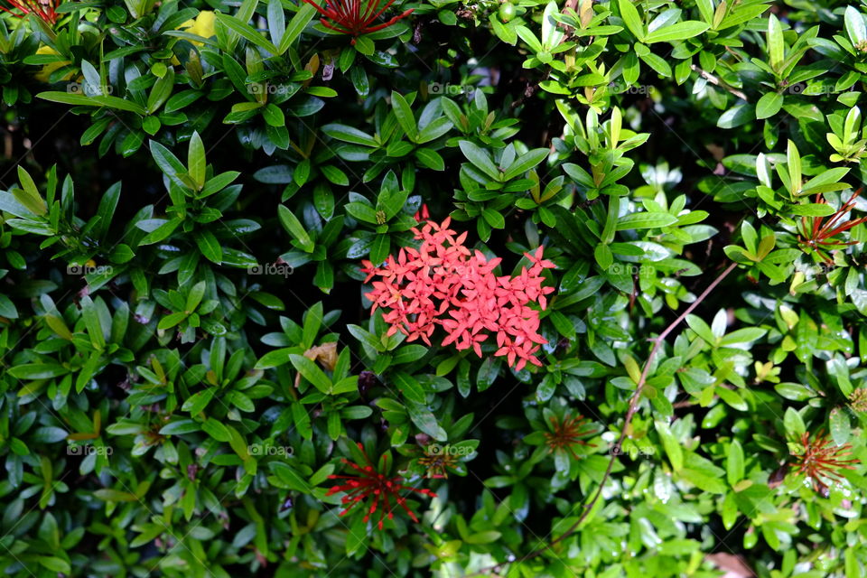 Red flowers between the green leaves